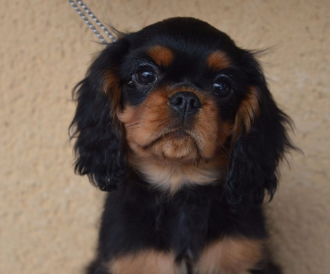 De nouveaux chiots disponibles